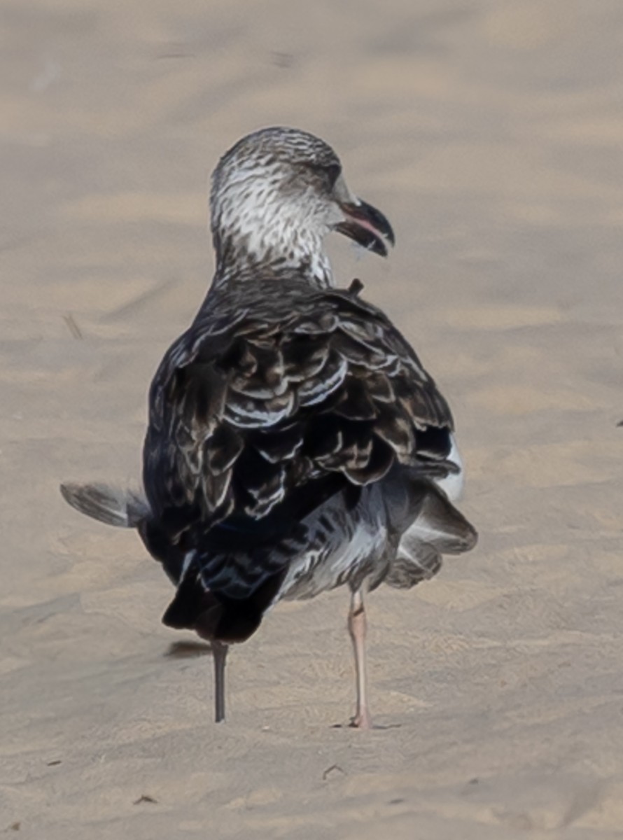 Lesser Black-backed Gull - ML638371821