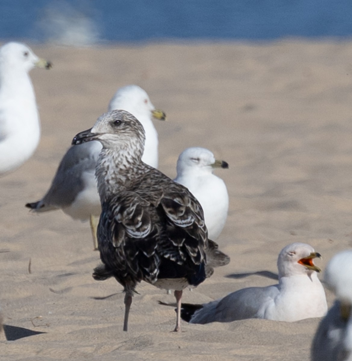 Lesser Black-backed Gull - ML638371822