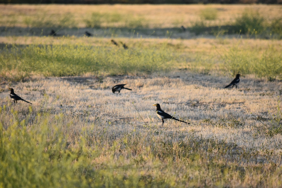 Yellow-billed Magpie - ML638371831