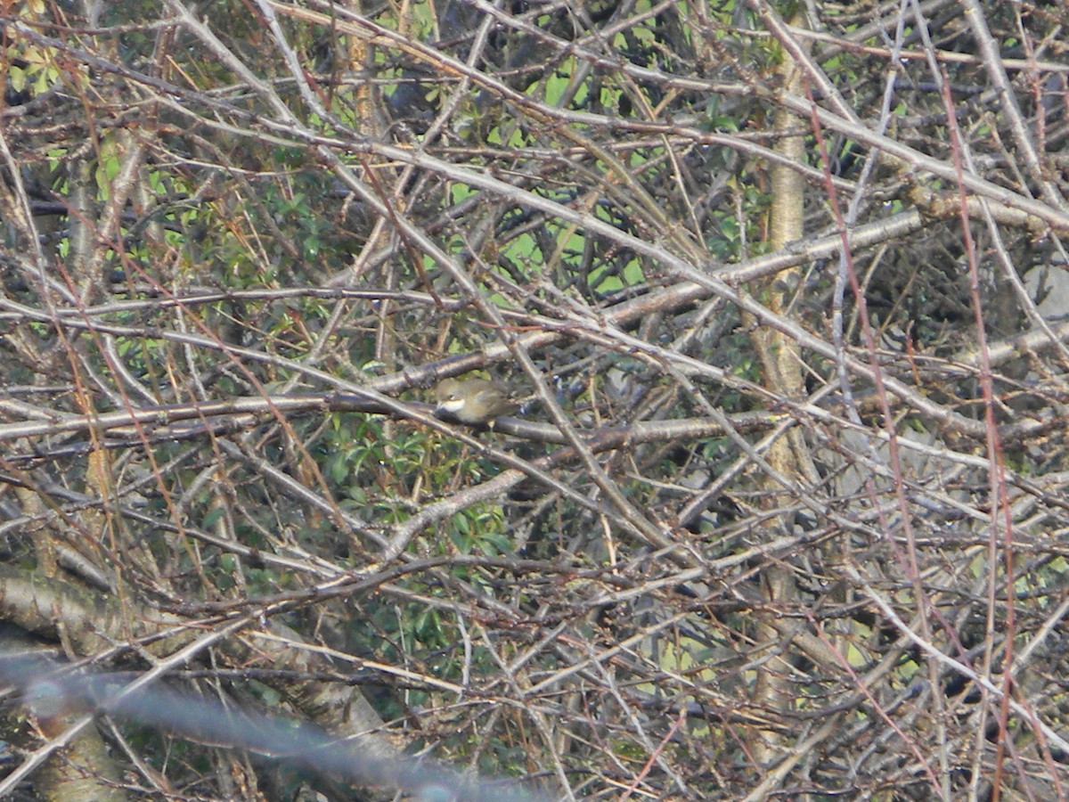 Diuca Finch - ML638371843