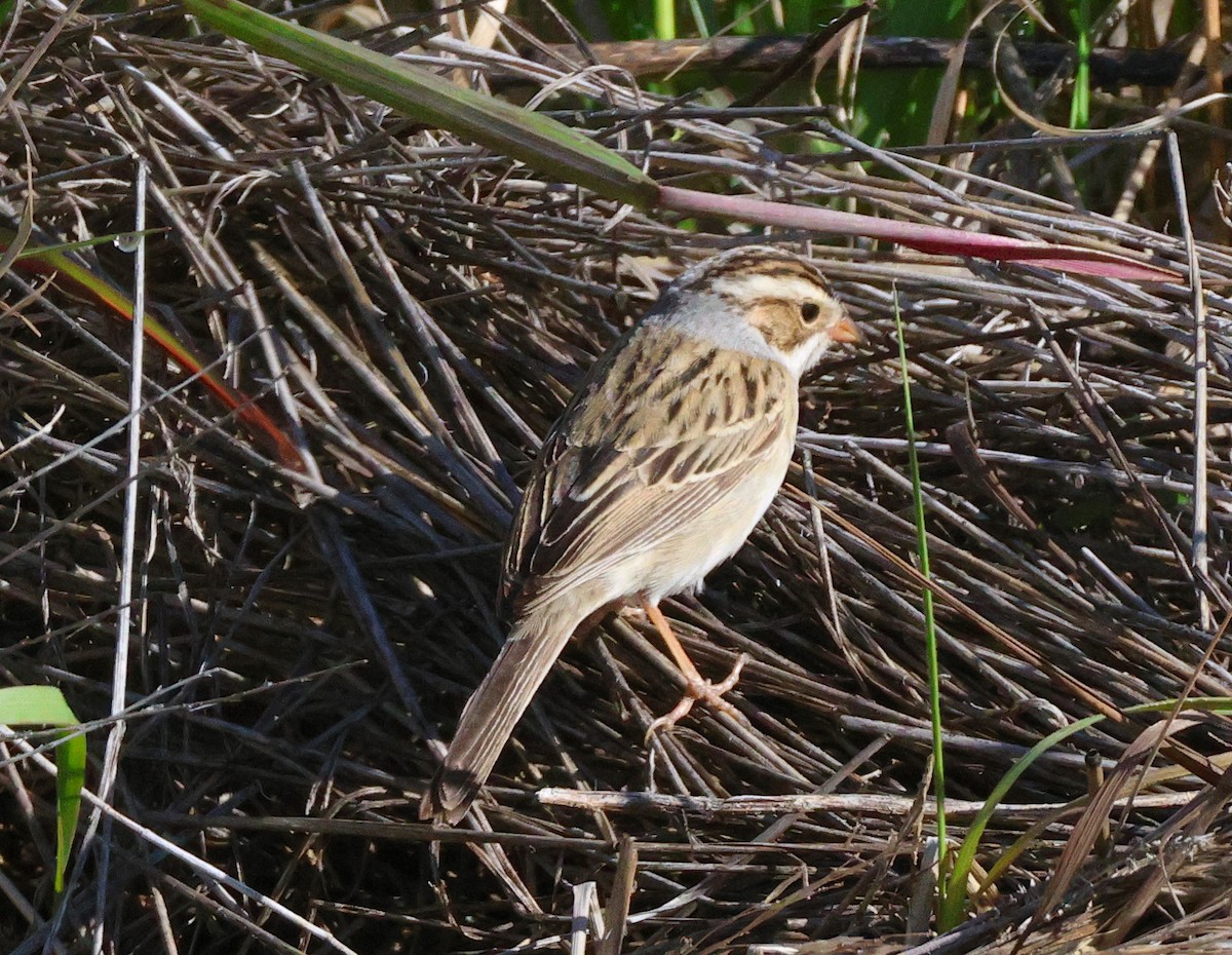 Clay-colored Sparrow - ML638371857
