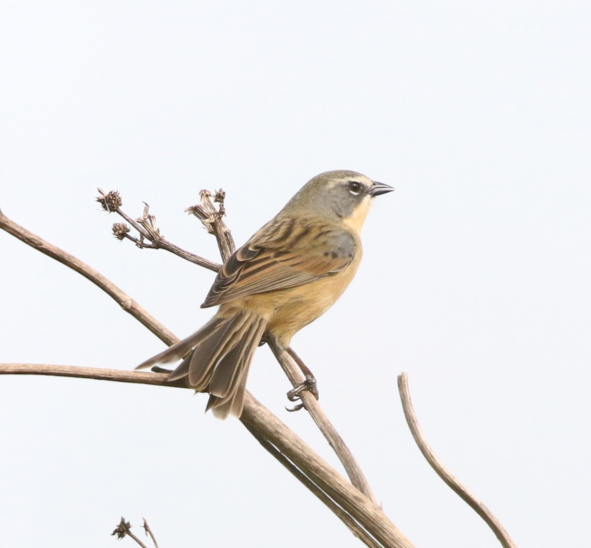 Long-tailed Reed Finch - ML638371893