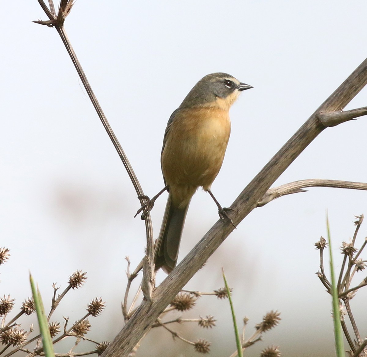 Long-tailed Reed Finch - ML638371894