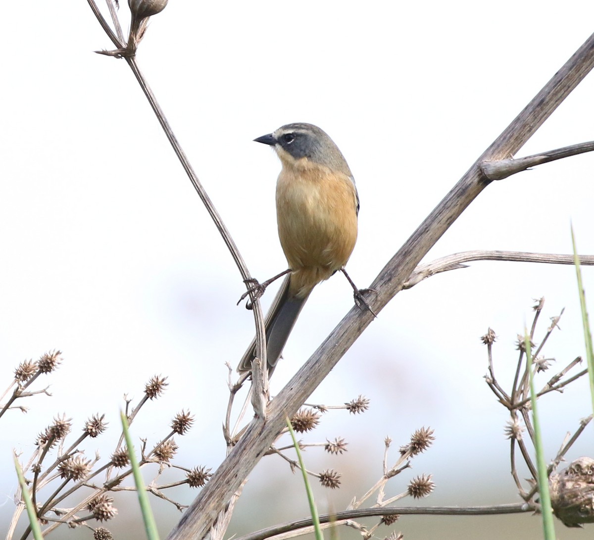 Long-tailed Reed Finch - ML638371895