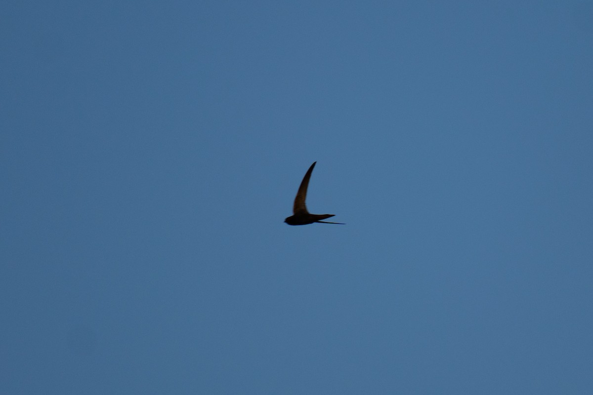 Common Swift - ML638371896