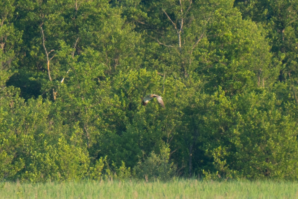 Western Marsh Harrier - ML638371901
