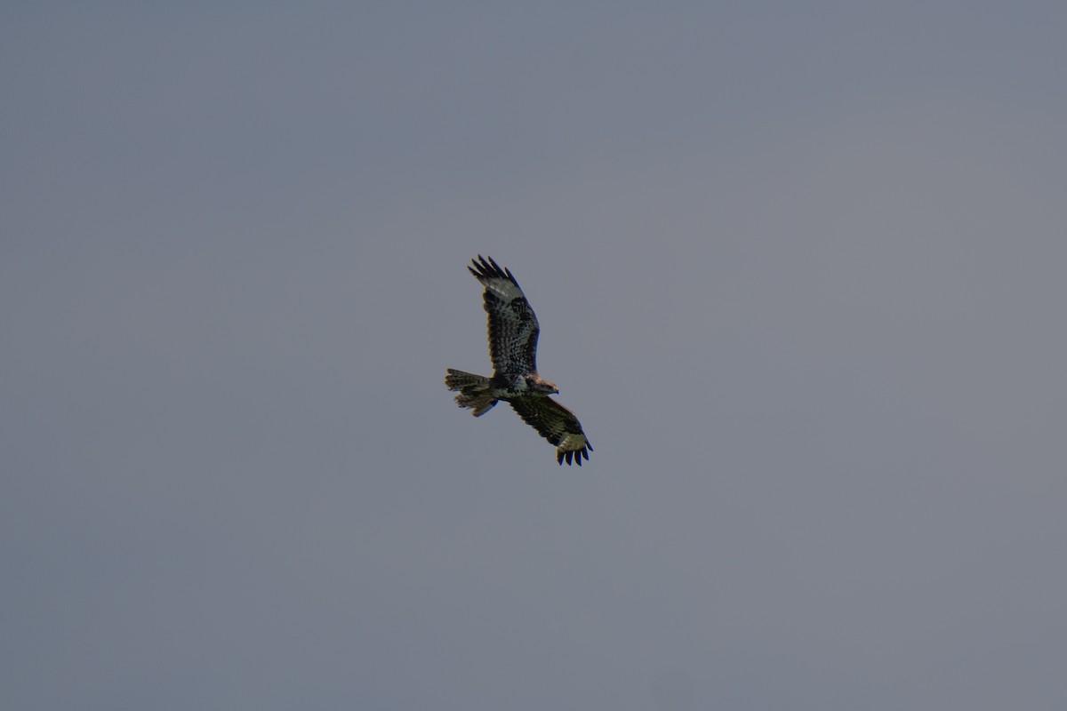 Common Buzzard - ML638371909