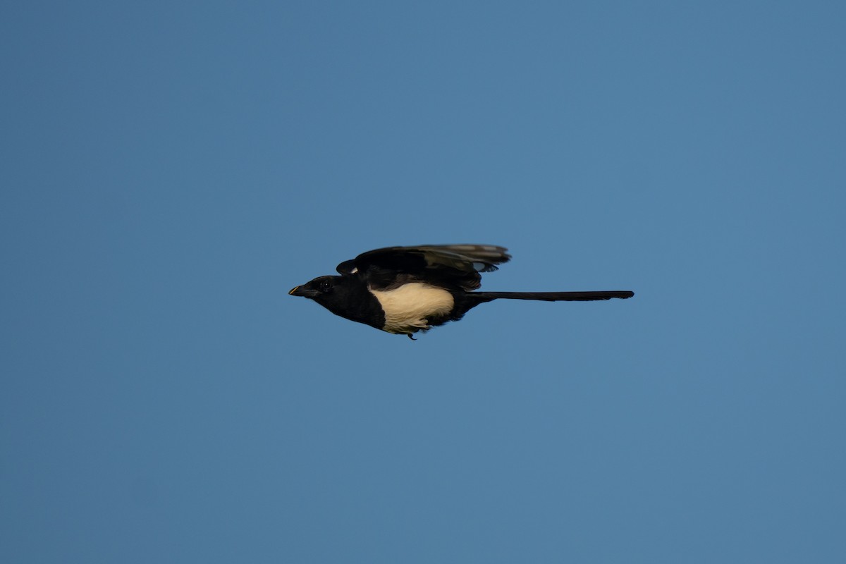 Eurasian Magpie - ML638371915