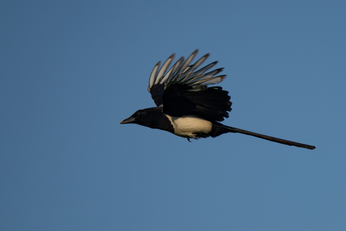 Eurasian Magpie - ML638371916