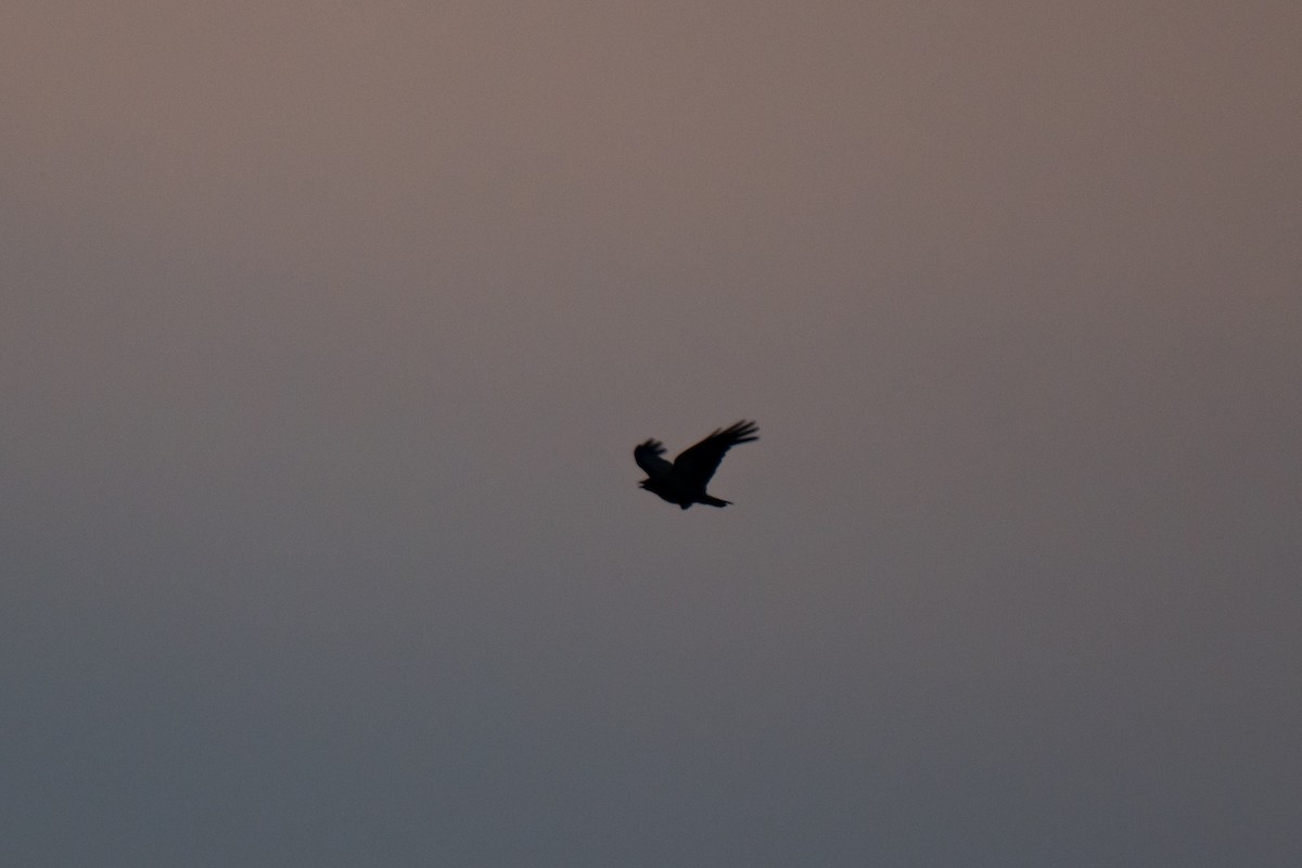 Carrion Crow - ML638371924