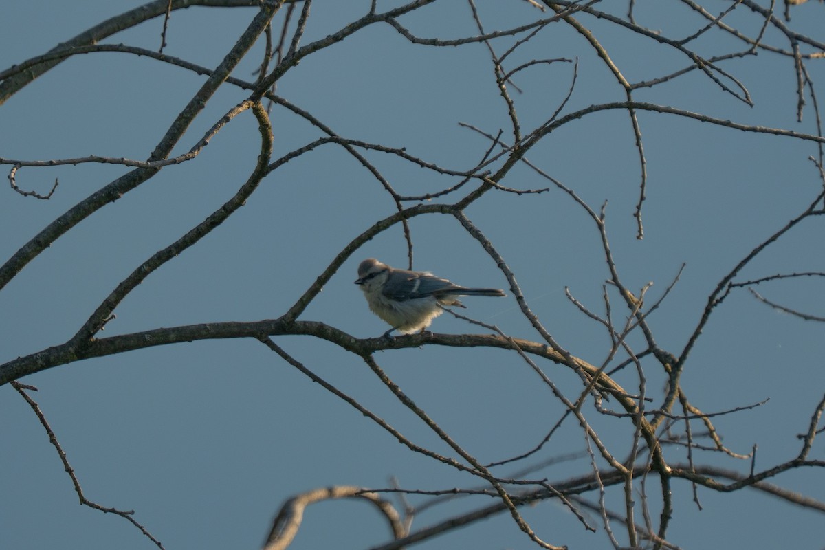 Eurasian Blue Tit - ML638371929