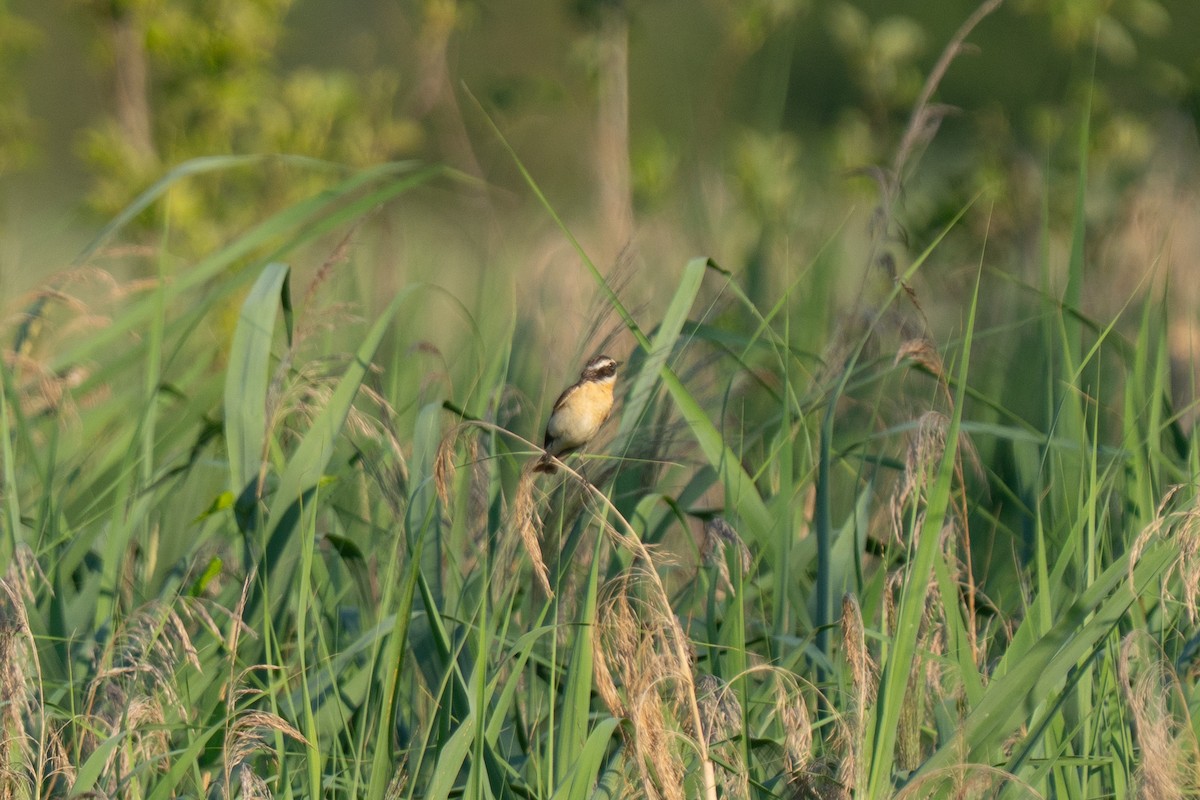 Whinchat - ML638371935