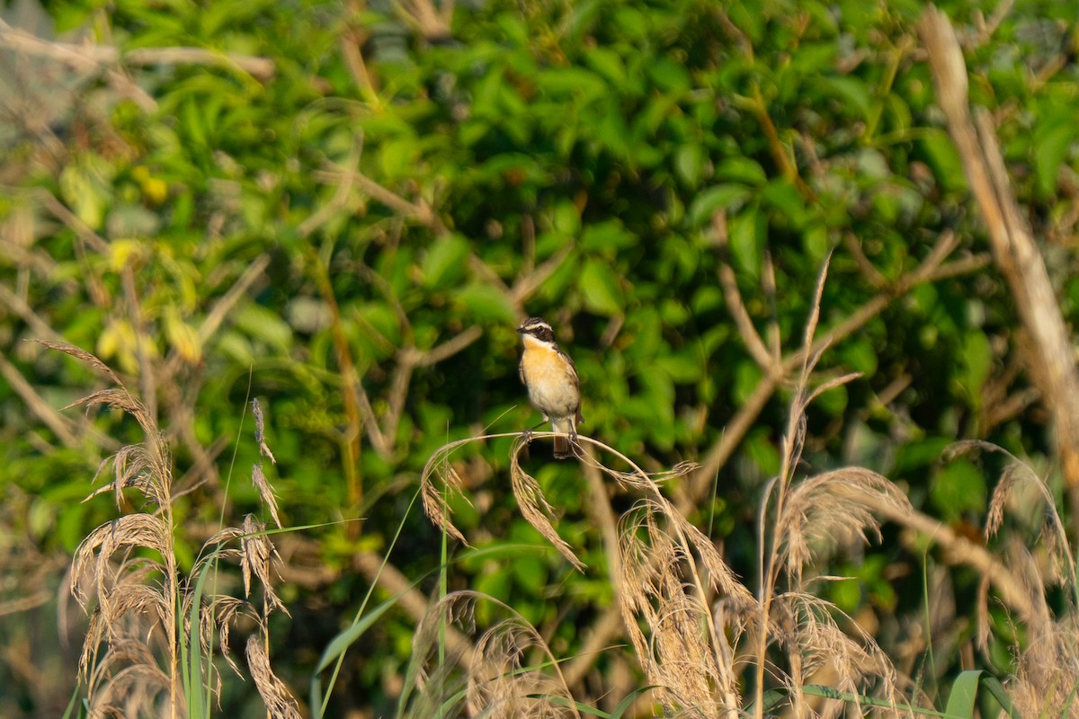 Whinchat - ML638371936