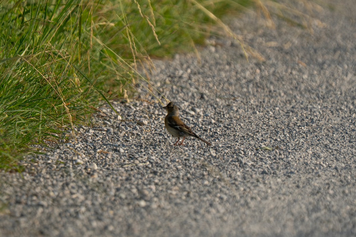 Common Chaffinch - ML638371942