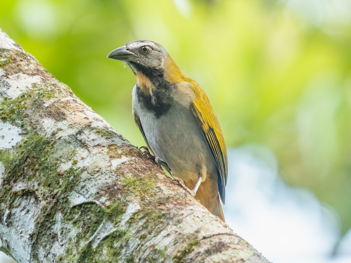 Buff-throated Saltator - ML638371968