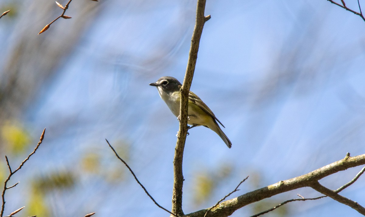 Blue-headed Vireo - ML638371983