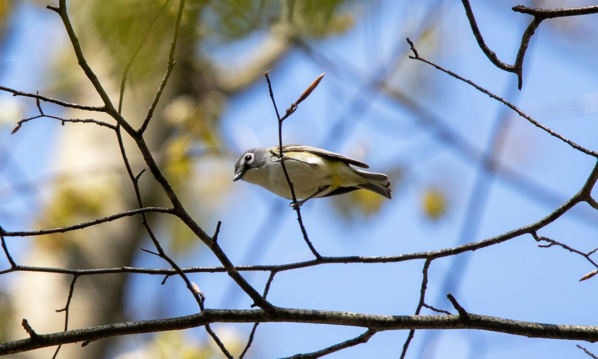 Blue-headed Vireo - ML638371984