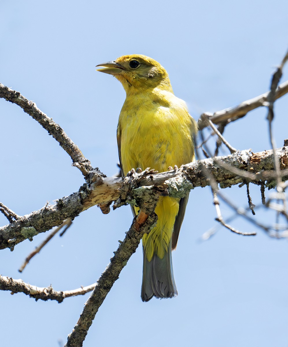 Western Tanager - ML638371995
