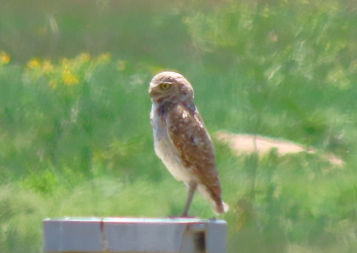 Burrowing Owl - ML638371998