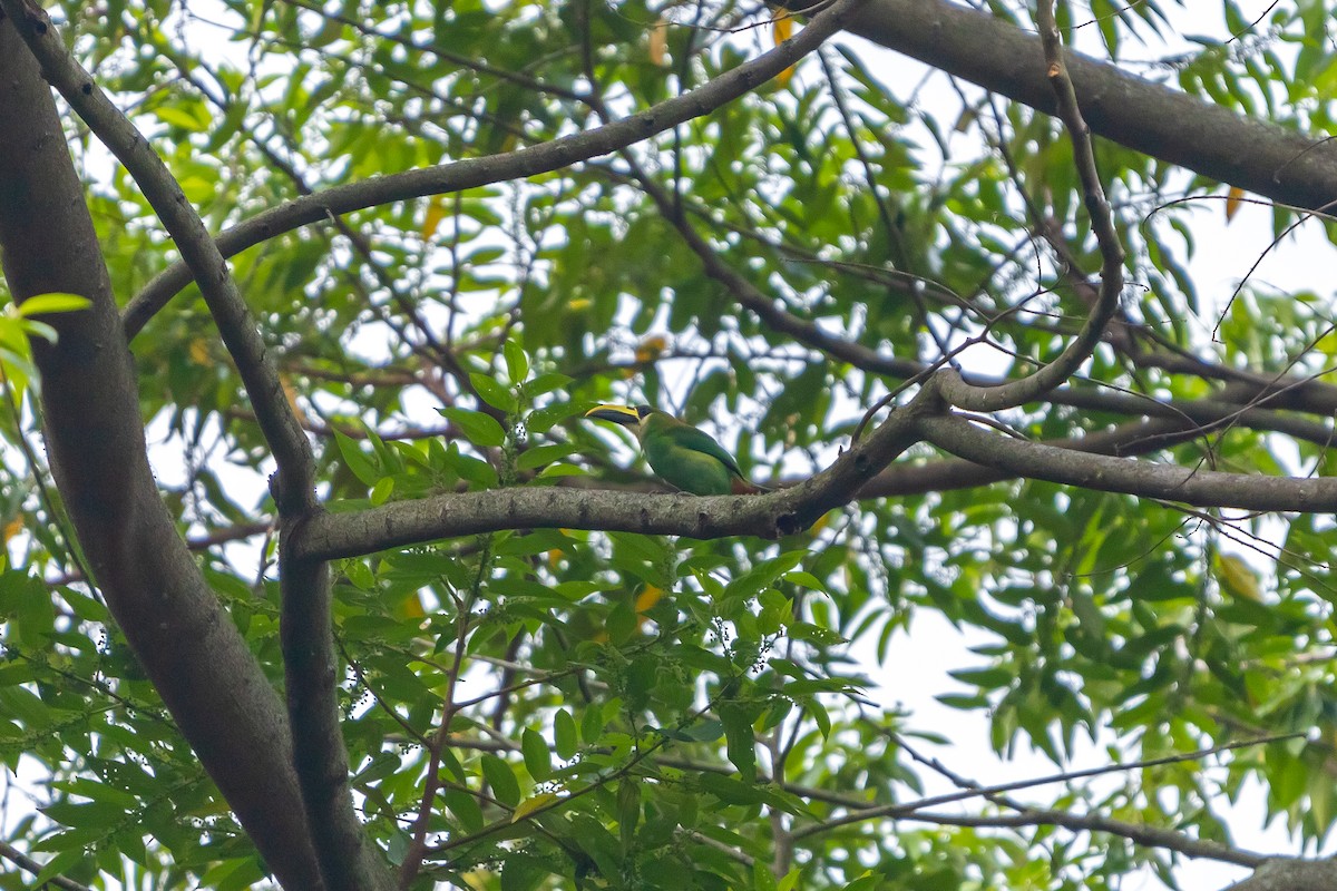 Northern Emerald-Toucanet - ML638371999