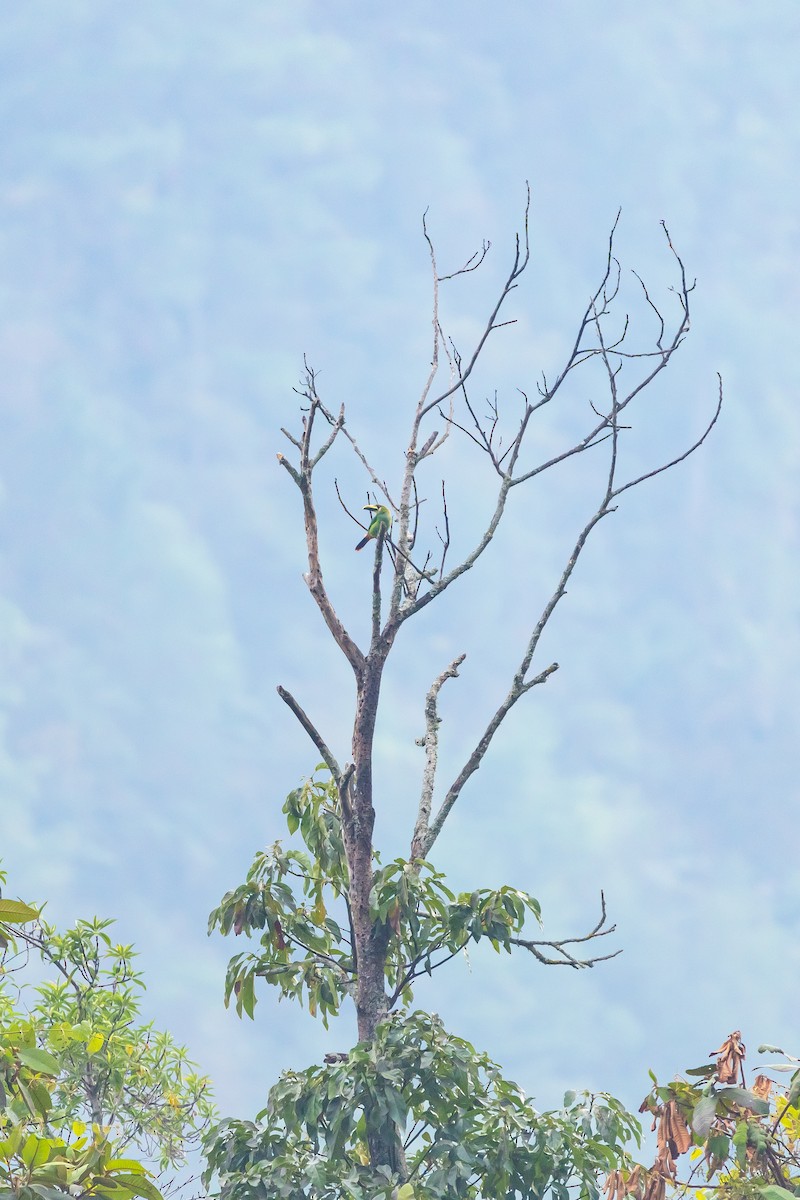 Northern Emerald-Toucanet - ML638372000