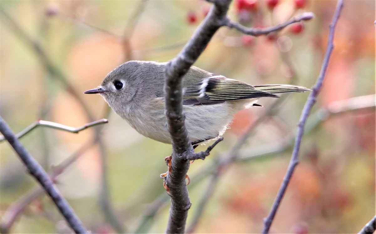 Ruby-crowned Kinglet - ML638372048