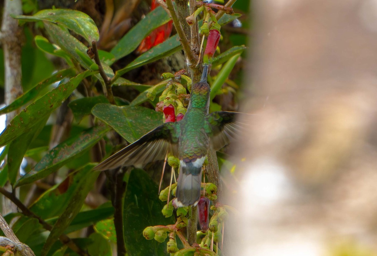 Tooth-billed Hummingbird - ML638372100