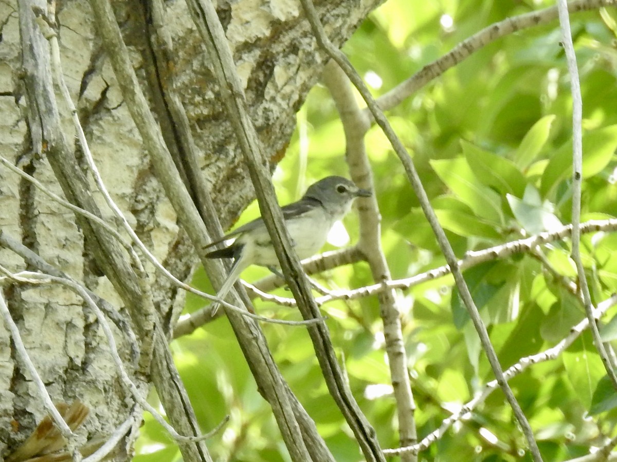 Plumbeous Vireo - ML638372101