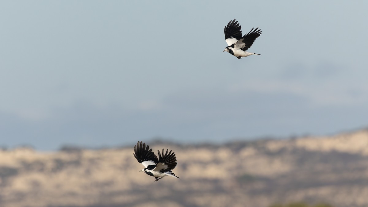 Magpie-lark - ML638372116