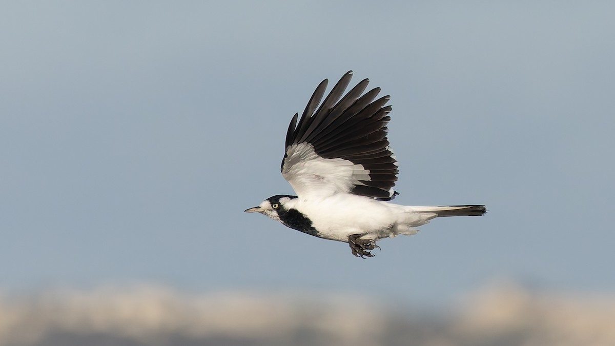 Magpie-lark - ML638372117