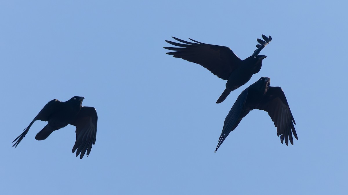Australian Raven - ML638372125