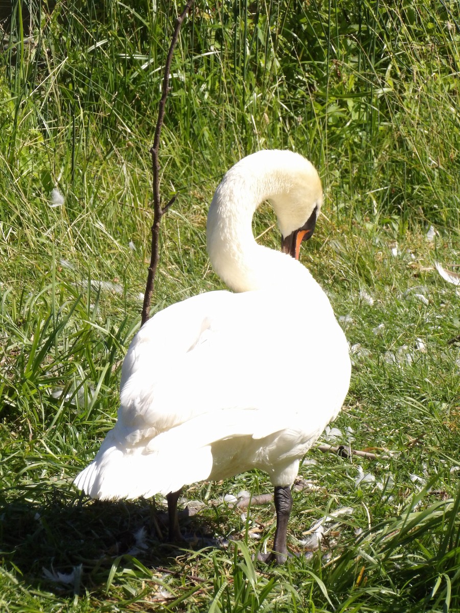 Mute Swan - ML638372143