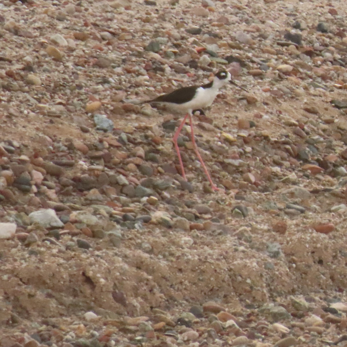 Black-necked Stilt - ML638372152