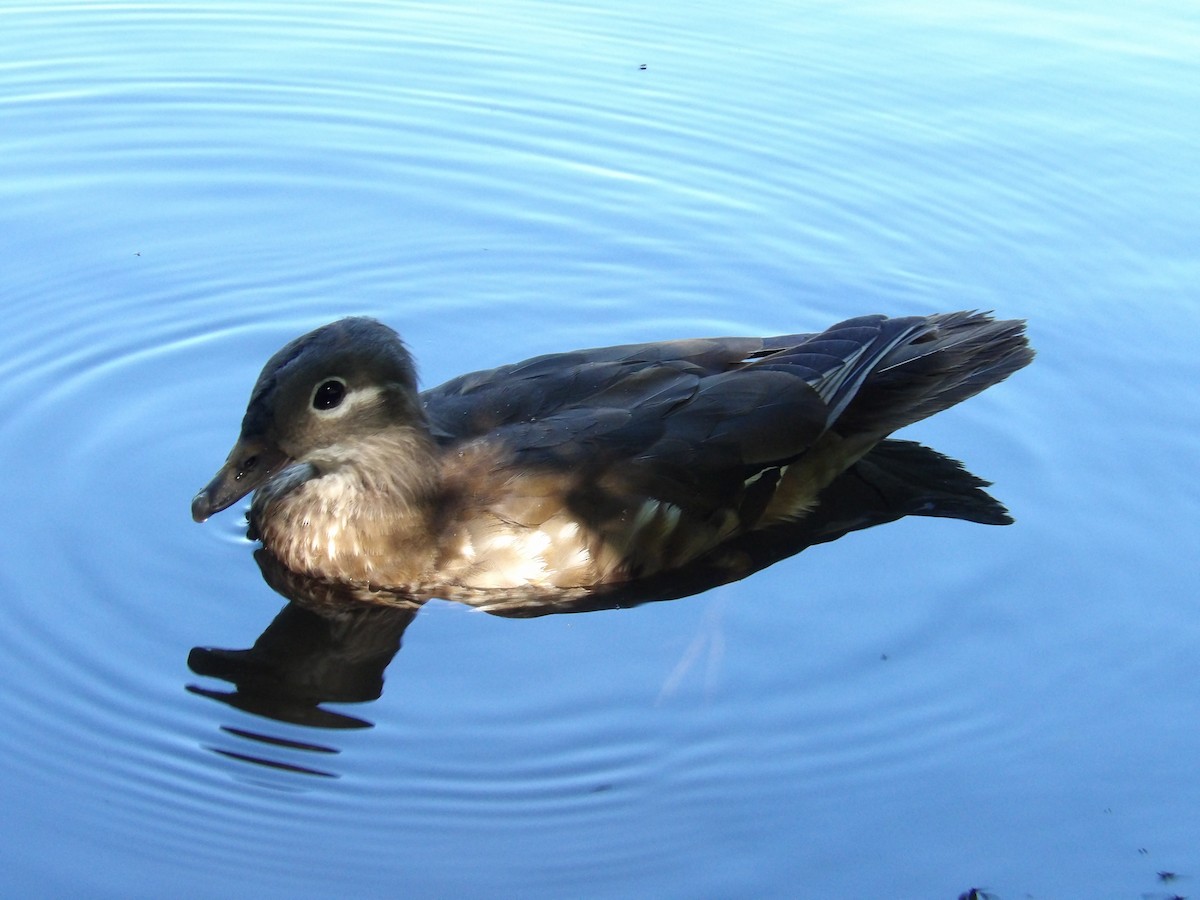 Mandarin Duck - ML638372158