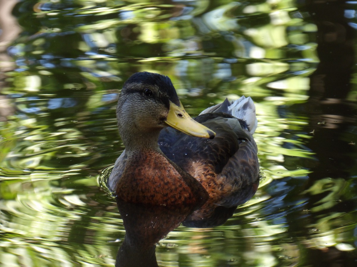 Mallard - ML638372182