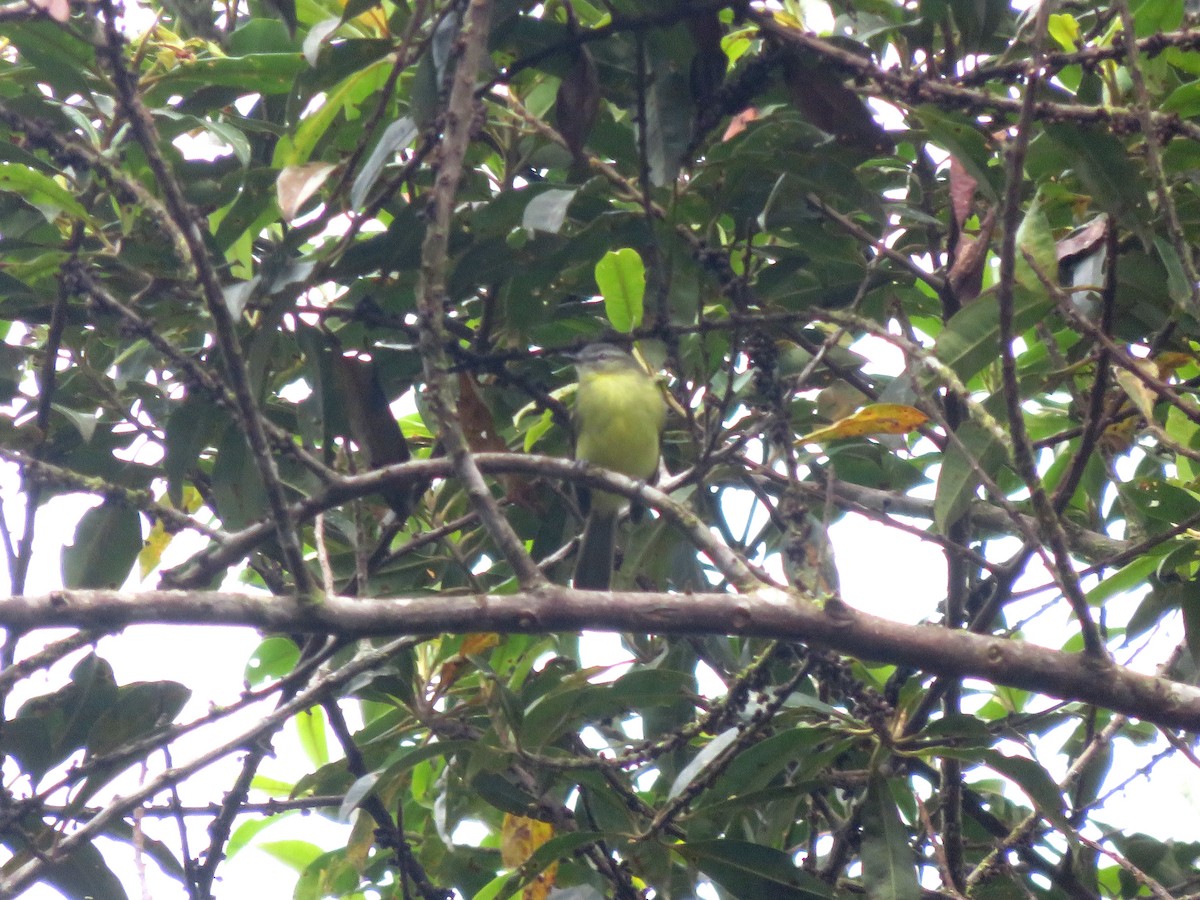 Sulphur-bellied Tyrannulet - ML638372183