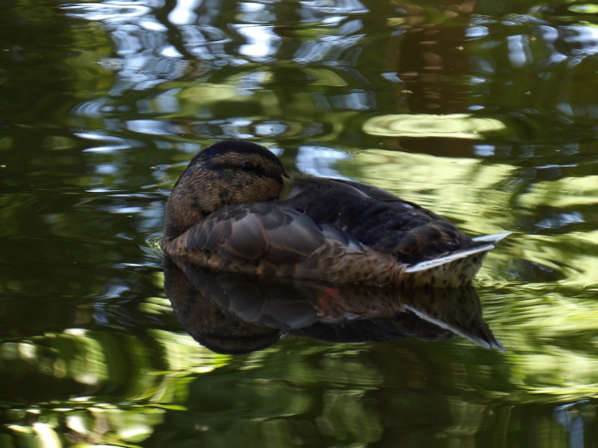 Mallard - ML638372184