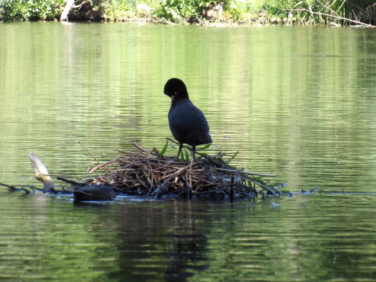 Eurasian Coot - ML638372202