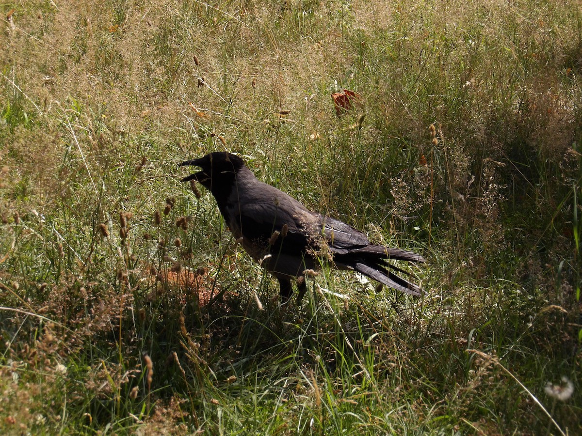 Hooded Crow - ML638372206