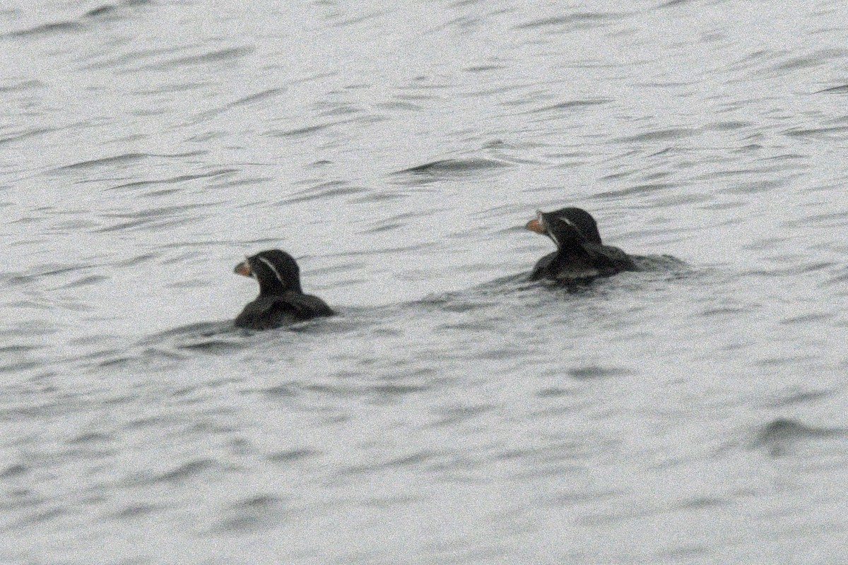 Rhinoceros Auklet - ML638372212