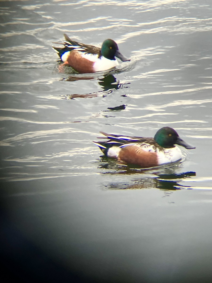 Northern Shoveler - ML638372221