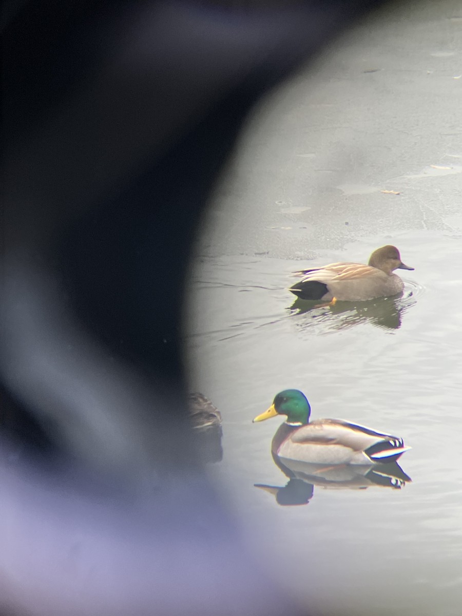 Gadwall - ML638372240