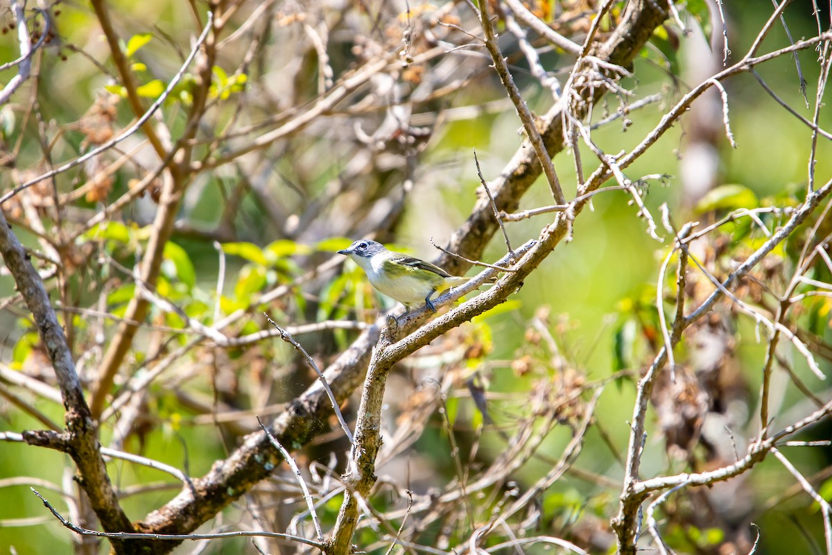 Blue-headed Vireo - ML638372242