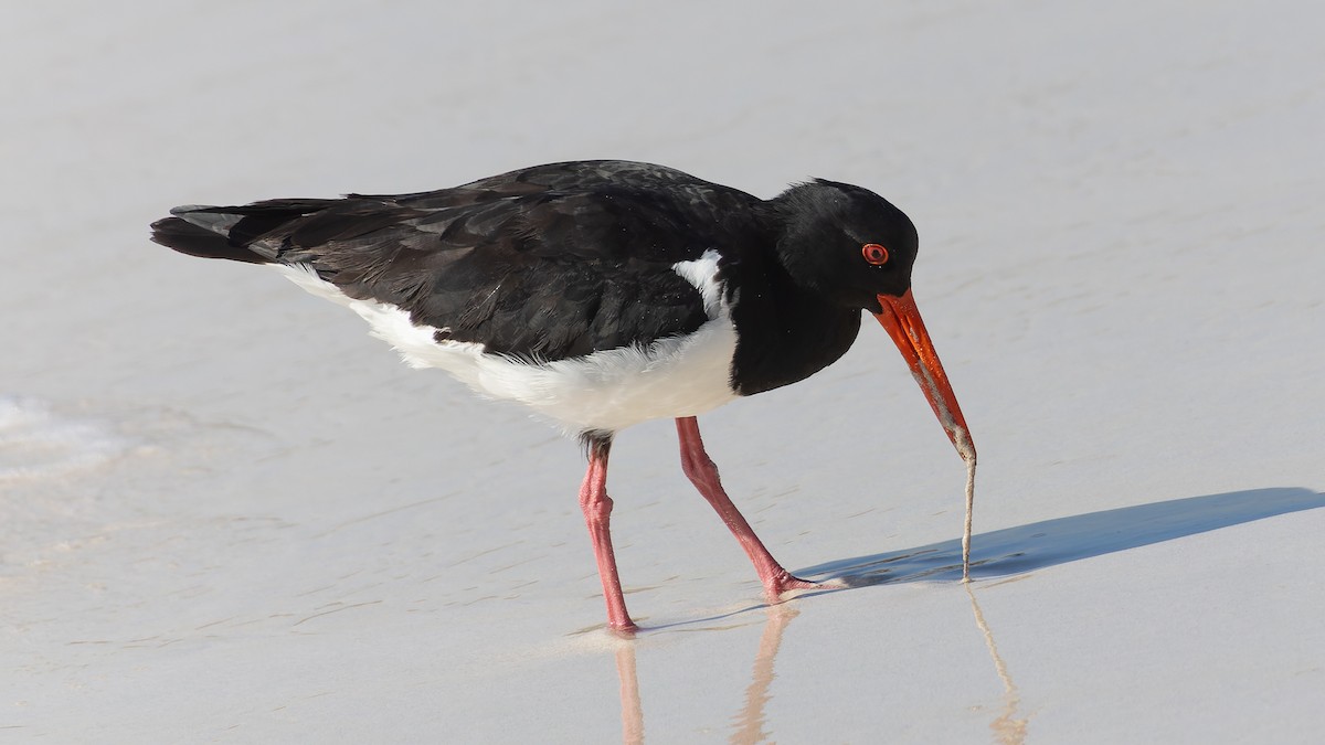 Pied Oystercatcher - ML638372273