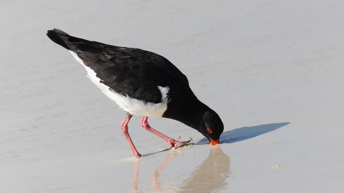 Pied Oystercatcher - ML638372274