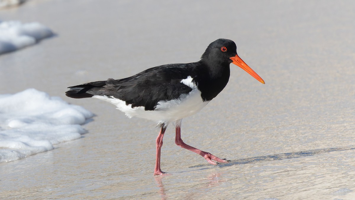 Pied Oystercatcher - ML638372275