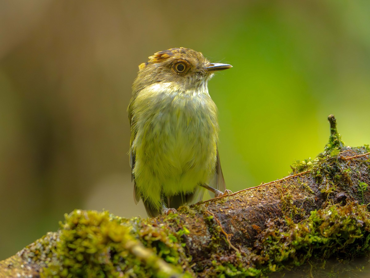 Scale-crested Pygmy-Tyrant - ML638372279