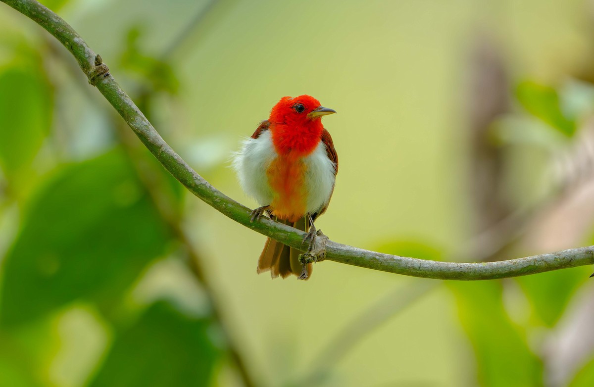 Scarlet-and-white Tanager - ML638372290