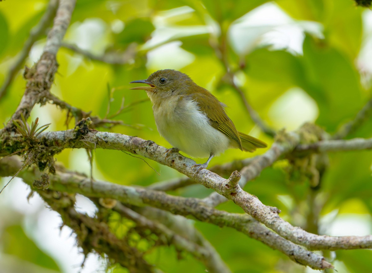 Scarlet-and-white Tanager - ML638372291