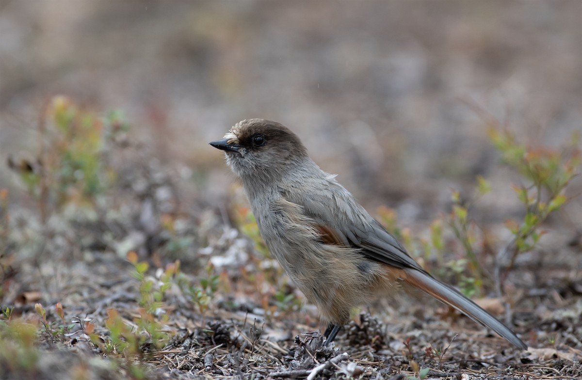 Siberian Jay - ML638372299
